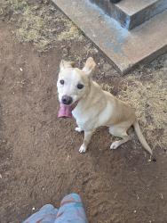 Found/Stray Female Dog last seen Moore High School, Moore, OK 73160