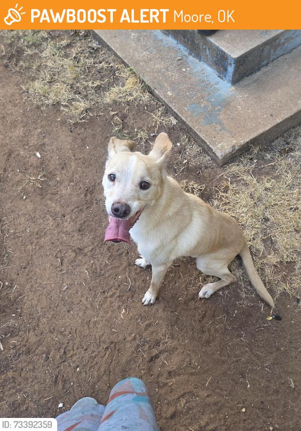 Found/Stray Female Dog last seen Moore High School, Moore, OK 73160