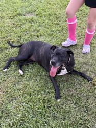Reunited Female Dog last seen Kindley Dr and Rainsford Dr, Fayetteville, NC 28311