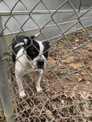 Reunited Female Dog last seen hey 11 springville, Odenville, AL 35120