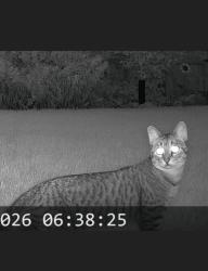Found/Stray Unknown Cat last seen Laidlaw and Mountbatten, Winnipeg, MB 