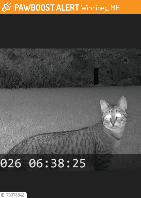 Found/Stray Unknown Cat last seen Laidlaw and Mountbatten, Winnipeg, MB 