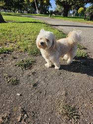Found/Stray Male Dog last seen hmstd, Salinas, CA 93901