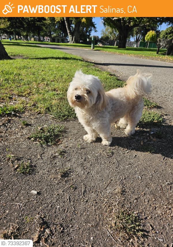 Found/Stray Male Dog last seen hmstd, Salinas, CA 93901