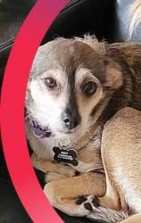 Reunited Female Dog last seen Near James St, Costa Mesa, Costa Mesa, CA 92627