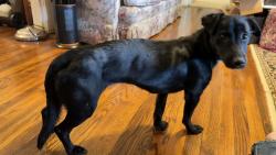 Found/Stray Female Dog last seen La Esperanza - Mexican Grill on Washington Pike, Knoxville, TN 37917
