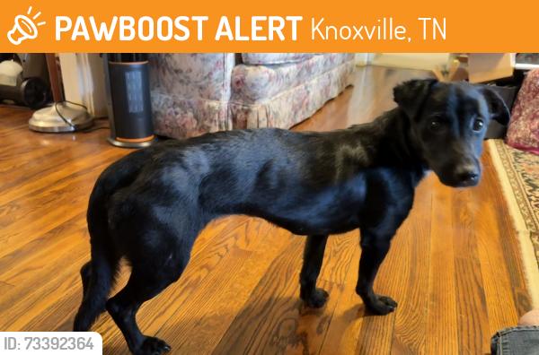 Found/Stray Female Dog last seen La Esperanza - Mexican Grill on Washington Pike, Knoxville, TN 37917