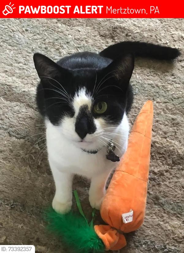 Lost Male Cat last seen Klines Corner Road, Mertztown, PA 19539