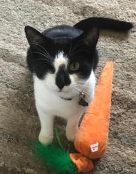 Lost Male Cat last seen Klines Corner Road, Mertztown, PA 19539