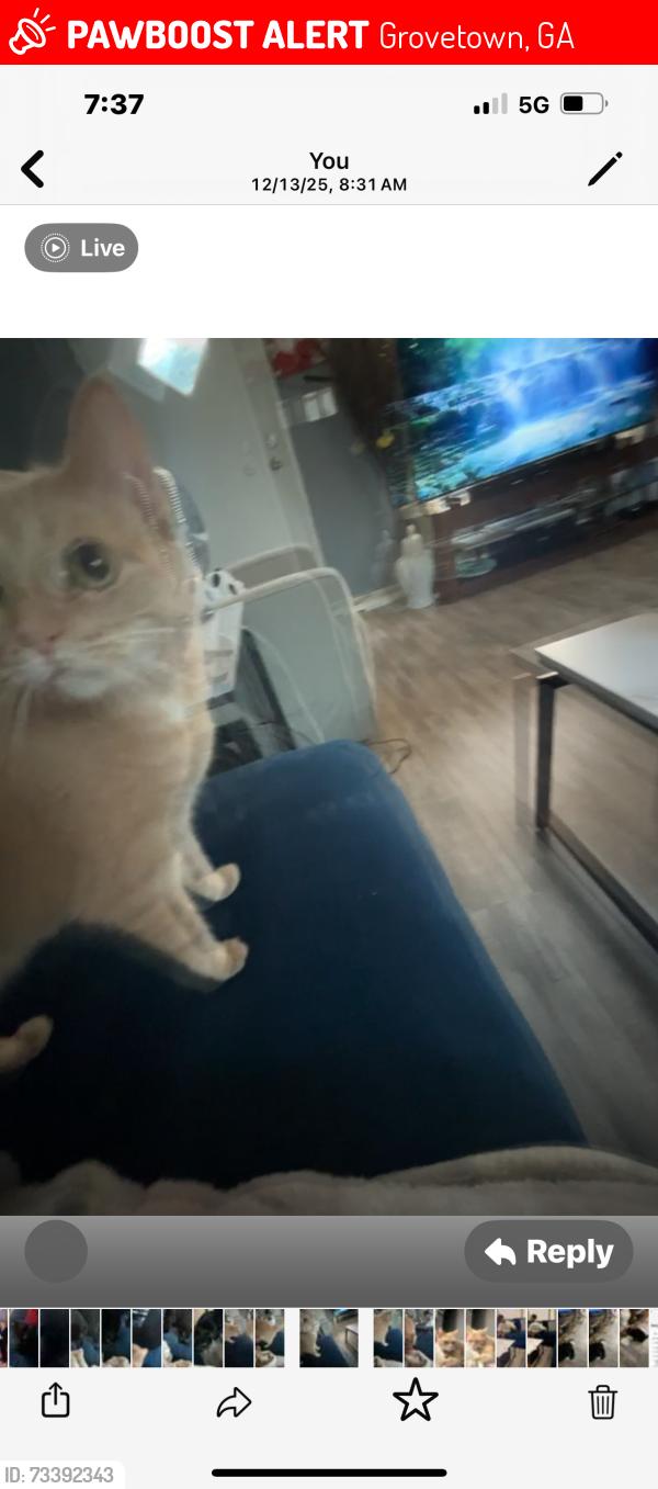 Lost Female Cat last seen Near creek side drive Grovetown GA, Grovetown, GA 30813