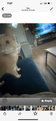 Lost Female Cat last seen Near creek side drive Grovetown GA, Grovetown, GA 30813