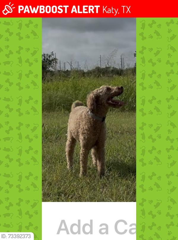 Lost Male Dog last seen Near McMurtry Ridge Dr, Katy, TX 77494