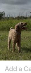 Lost Male Dog last seen Near McMurtry Ridge Dr, Katy, TX 77494