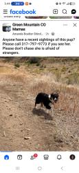 Lost Female Dog last seen Green mountain rec center, Lakewood, CO 80232