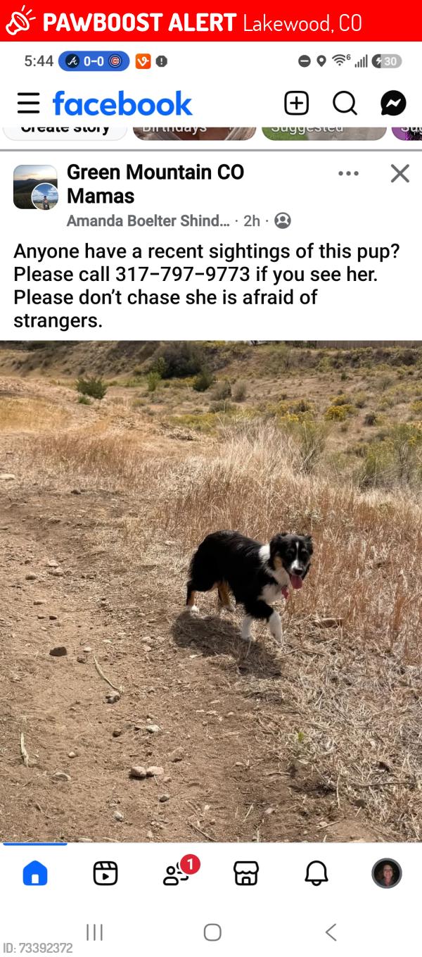Lost Female Dog last seen Green mountain rec center, Lakewood, CO 80232