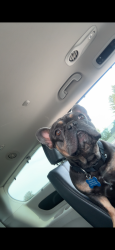 Lost Male Dog last seen Skyviwe high school, Nampa, ID 83686