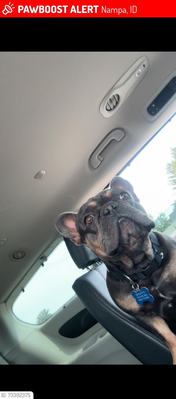 Lost Male Dog last seen Skyviwe high school, Nampa, ID 83686