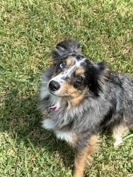 Lost Female Dog last seen Bedford Euless Rd and Precinct Line Rd., Hurst, TX 76053