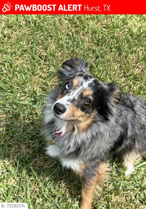 Lost Female Dog last seen Bedford Euless Rd and Precinct Line Rd., Hurst, TX 76053