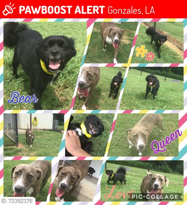 Lost Male Dog last seen South Burnside, Gonzales, LA 70737