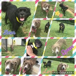 Lost Male Dog last seen South Burnside, Gonzales, LA 70737