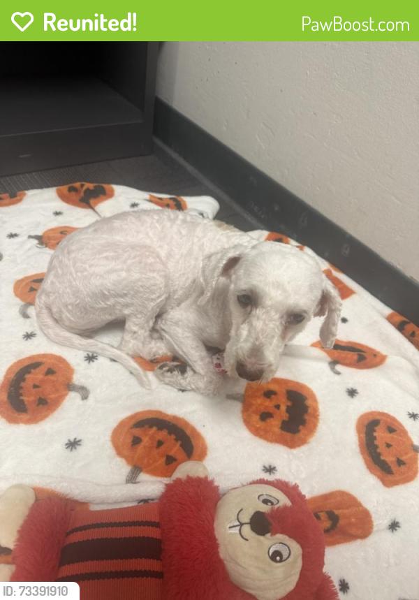 Reunited Female Dog last seen Near E Broadway, Anaheim, CA 92805, Anaheim, CA 92805