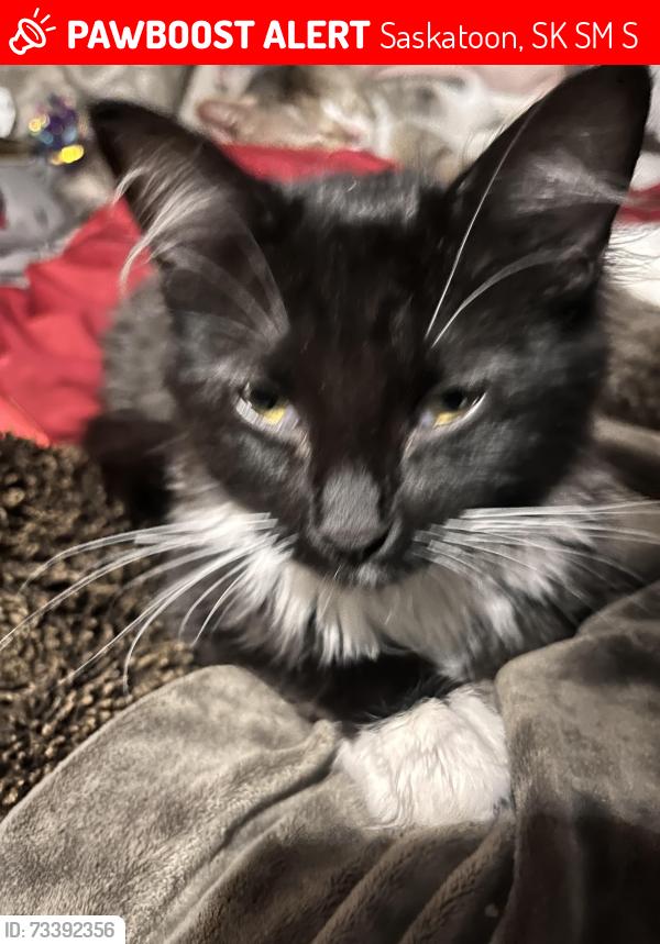 Lost Female Cat last seen 22nd st, Saskatoon, SK S7M 1S8