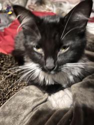 Lost Female Cat last seen 22nd st, Saskatoon, SK S7M 1S8