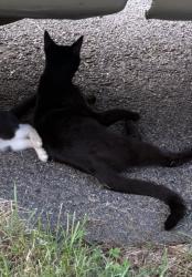 Lost Male Cat last seen James st & spence st, Baltimore, MD 21230