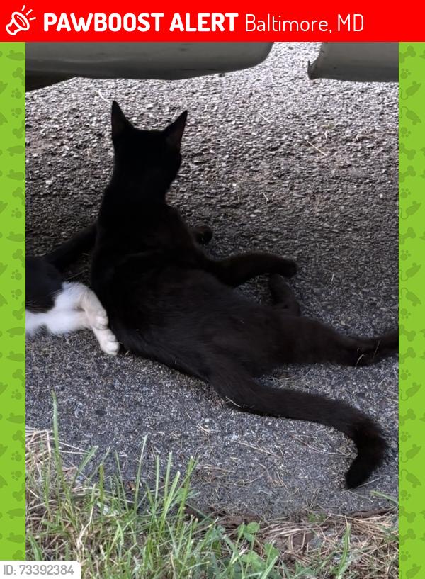 Lost Male Cat last seen James st & spence st, Baltimore, MD 21230