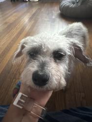 Reunited Female Dog last seen Bixby park, Cherry and 2nd st, Long Beach, CA 90802