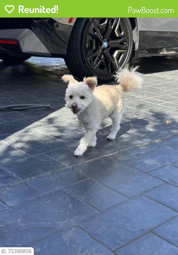 Reunited Male Dog last seen Snell Avenue, San Jose, CA 95123