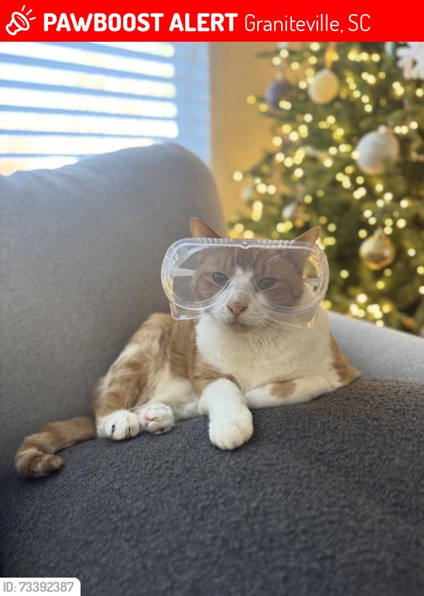 Lost Male Cat last seen Near Bubbling springs rd., Graniteville, Graniteville, SC 29829