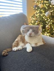 Lost Male Cat last seen Near Bubbling springs rd., Graniteville, Graniteville, SC 29829