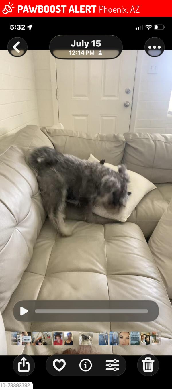 Lost Male Dog last seen 15th avenue, Phoenix, AZ 85015