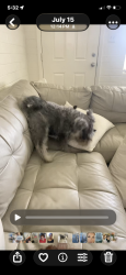 Lost Male Dog last seen 15th avenue, Phoenix, AZ 85015