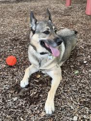 Reunited Female Dog last seen Daylily St, Sherwood, OR 97140