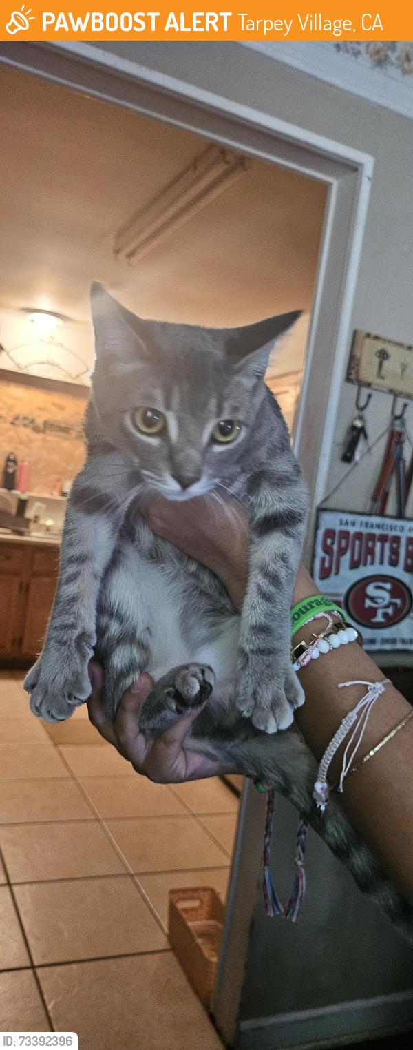 Found/Stray Female Cat last seen Clovis ave Ashland by canal, Tarpey Village, CA 93727