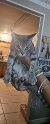 Found/Stray Female Cat last seen Clovis ave Ashland by canal, Tarpey Village, CA 93727