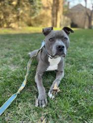 Reunited Male Dog last seen Bethlehen woods lane, Springfield VA, Springfield, VA 22153