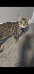Lost Male Cat last seen holbrook way, summer gail, Lehi, UT 84043