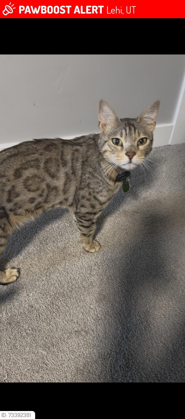 Lost Male Cat last seen holbrook way, summer gail, Lehi, UT 84043