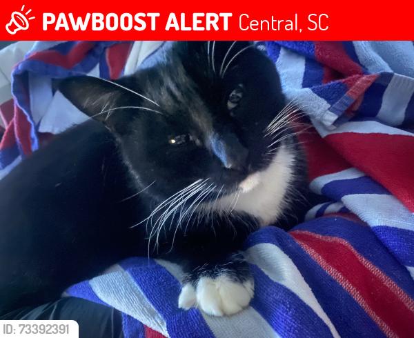 Lost Male Cat last seen Furman L Smith Mem Highway, Central, SC 29630