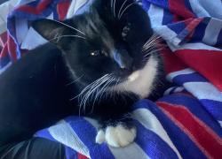 Lost Male Cat last seen Furman L Smith Mem Highway, Central, SC 29630