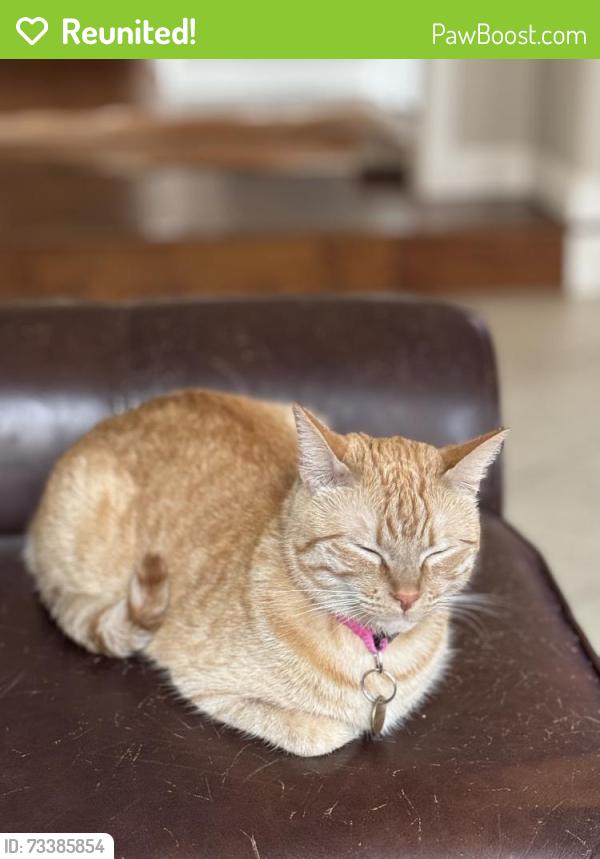 Reunited Female Cat last seen Broadmoor Dr, San Ramon, CA 94583