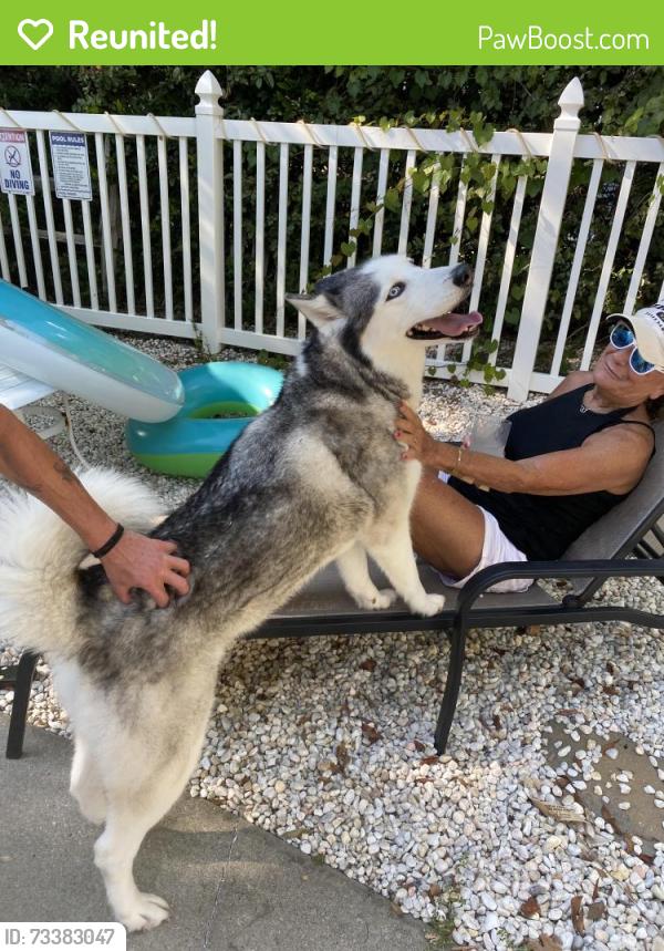 Reunited Female Dog last seen Emerald Isle drive, Emerald Isle, NC 28594