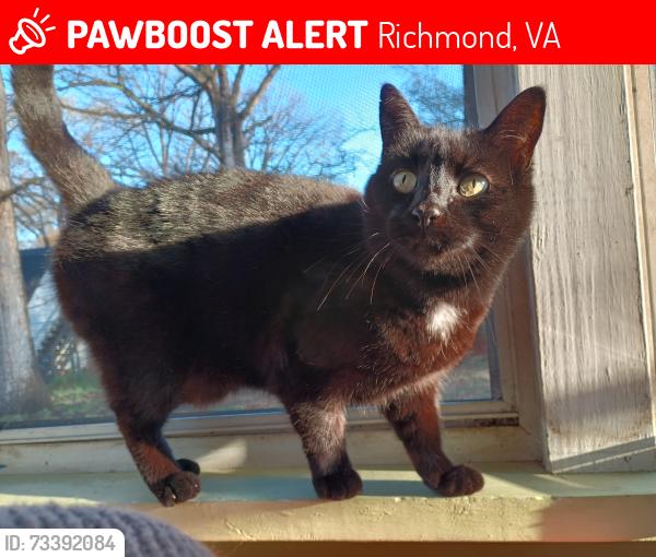 Lost Male Cat last seen Rockland Rd near Reedy Creek and Sankofa Community Orchard, Richmond, VA 23225