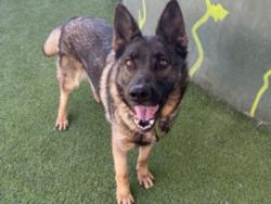 Shelter Stray Female Dog last seen , West Valley Animal Shelter, 20655 Plummer St, Chatsworth, CA 91311, USA