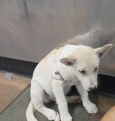 Shelter Stray Male Dog last seen , West Valley Animal Shelter, 20655 Plummer St, Chatsworth, CA 91311, USA