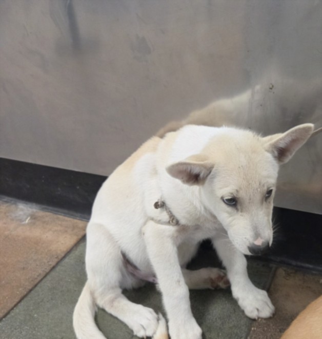 Shelter Stray Male Dog last seen , West Valley Animal Shelter, 20655 Plummer St, Chatsworth, CA 91311, USA